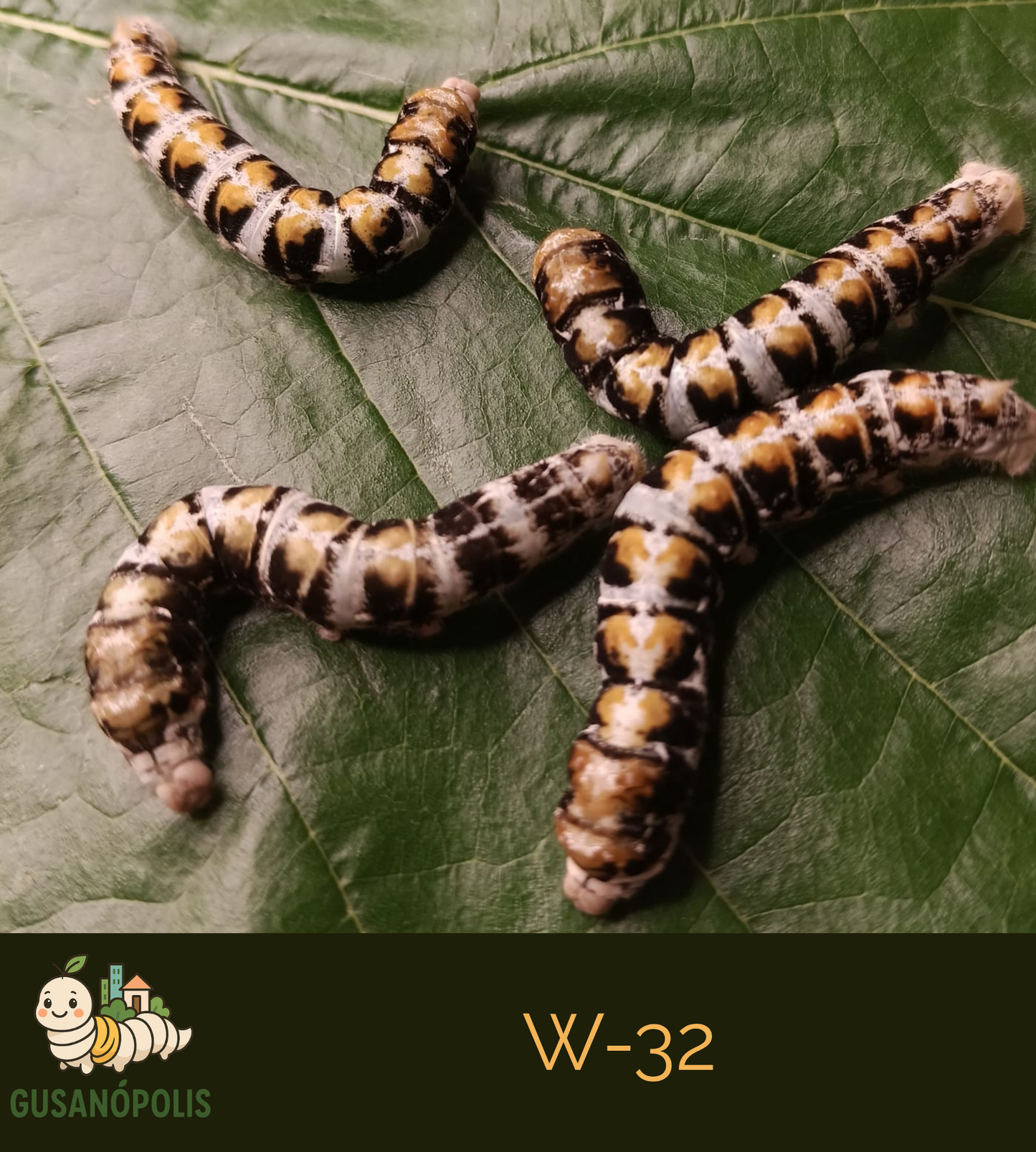 Gusanos de Seda W32